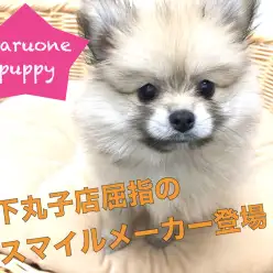 【 ポメラニアン 】究極の癒し系たぬきポメ！可愛さ破壊力は半端ないって！ ペットショップ マルワン下丸子店( 東京都 大田区 ) オススメ子犬情報！No.116265