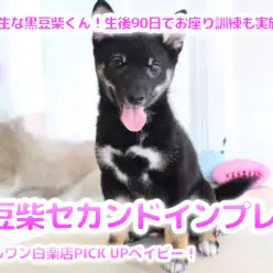 【 黒豆柴 】優等生な黒豆柴くん！生後90日でお座り訓練も実施中！セカンドインプレ！ ペットショップ マルワン白楽店（横浜市）│子犬情報!No.11579