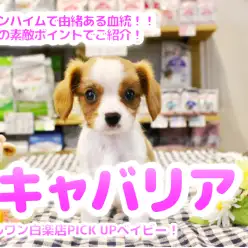 【両親チャンピオン ・ キャバリア 】ブレンハイムで由緒ある血統！！5つの素敵ポイントでご紹介！ ペットショップ マルワン白楽店（ 横浜市 ） 子犬情報No.11585