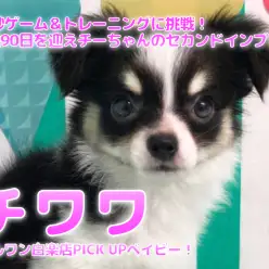 【 チワワ 】30秒ゲーム&トレーニングに挑戦!生後90日を迎えチーちゃんのセカンドインプレ!:ペットショップマルワン白楽店(横浜市)│子犬情報No,11571