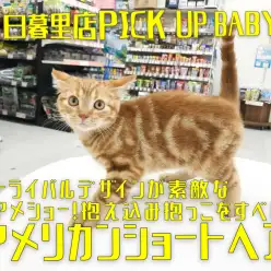 【 アメリカンショートヘア 】トライバルデザイン が素敵なアメショー！抱え込み抱っこをすべし！ Mr.K厳選ニャンコ！〜マルワン東日暮里店編（ 東京都 荒川区 ）〜