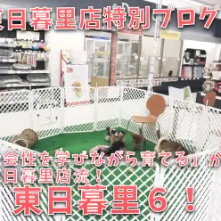 【 社会性トレーニング 】「社会性を学びながら育てる」が東日暮里店流！ ： ペットショップマルワン東日暮里店特別ブログ