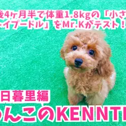 【 わんこの検定Vol.2 】生後4ヶ月半で体重1.8kgの「小さな天才トイプードル」をMr.Kがテスト！ ペットショップ マルワン東日暮里店編