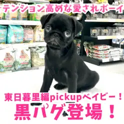 【くろパグ】希少黒パグ登場！テンション高めな愛されボーイ☆ ペットショップ マルワン東日暮里店( 東京都荒川区 )子犬情報No.014229