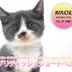 【 ブリティッシュショートヘア 】都内一綺麗な八割れの持ち主!ブルーとホワイトのカラーの美しさに注目! ペットショップ マルワン本羽田店( 東京都大田区 )子猫情報!No.512556