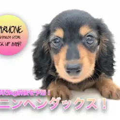 【 カニンヘン・ダックスフント 】ちょっぴりシャイボーイ！成犬時3kg前後を予想！小さめをお探しの方必見！ ペットショップ マルワン本羽田店（東京都大田区） 子犬情報 NO.512551