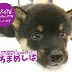 【 豆柴 】生後52日で体重803g！両親も5kg以下の生粋の豆柴がやってきた！ ペットショップ  マルワン鎌ヶ谷店 子犬情報No.117162