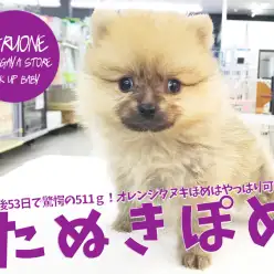 【小さめポメラニアン】生後53日で驚愕の511g！オレンジタヌキぽめはやっぱり可愛い♡ ペットショップ マルワン鎌ヶ谷店（ 千葉県鎌ケ谷市 ） 子犬情報 No.117161
