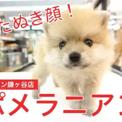 【 たぬきポメ 】超が付くほどタヌキ顔！千葉県No．1のポメラニアンがやってきた♪：ペットショップマルワン鎌ヶ谷店（千葉県鎌ケ谷市）｜子犬情報No.117159