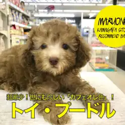 【 カフェオレ トイ・プードル 】超希少！世にも珍しい「カフェオレ色」のカーリーベイビーがやってきた！ ペットショップ マルワン鎌ヶ谷店（ 千葉県 鎌ケ谷市 ）｜オススメ 子犬情報 No.117160