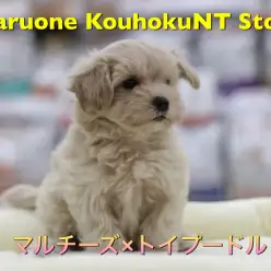 【 マルチーズ × トイプードル 】魅力満載！ミックス犬人気NO.1マルプーを解説！：ペットショップマルワン港北NT店（横浜市）｜オススメ子犬情報｜NO.311809
