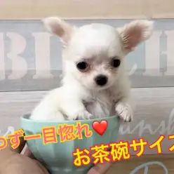 【 ミニ・チワワ（ロングコート）】真っ白な天使♡皆さんに癒しをお届けします！！：ペットショップ｜ ペッツワン城山店｜子犬情報｜NO.118262（神奈川県相模原市）