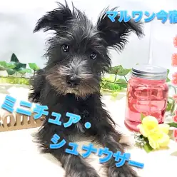【 ミニチュア・シュナウザー 】生後120日で2.9㎏のシュナちゃんは超フレンドリーに成長中♪超多頭飼育向きです！ ペットショップ マルワン今宿店（神奈川県横浜市） 子犬 情報NO.120117