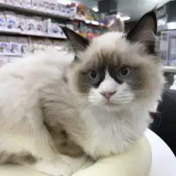 【 ラグドール 】毛色の変化を楽しむなら絶対この子！サファイアブルーの瞳も必見です♪：ペットショップ マルワン港北NT店（横浜市）子猫情報 NO.311792