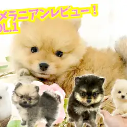 【 ポメラニアン レビュー VOL.1】ペットショップスタッフがポメラニアンの外見の特徴・魅力・話題の「 たぬきポメ 」を解説!