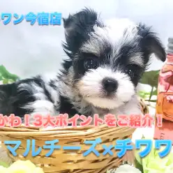 【 マルチーズ × チワワ 】生後60日で509g！オリジナルポイント溢れるハイブリッド犬は神奈川NO.1の癒しっ子♪ ペットショップ マルワン今宿店（神奈川県横浜市） オススメ 子犬情報NO.120123