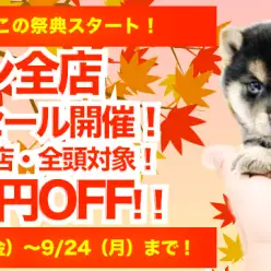 【全店セール開催！】マルワン全15店舗・総勢約200頭の豊富で厳選のラインナップでわんにゃんの祭典が開幕！