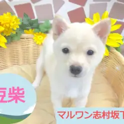 【 白豆柴 】パパ4kg！ママ3.7kg！志村坂下店歴代NO1の小ささ！！プレミアム感満載の白豆君がやってきた！！：マルワン志村坂下店（東京都板橋区）｜オススメ子犬情報！No.914379