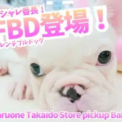 【希少！ フレンチブルドッグ  】鼻ぺちゃ界のファッショニスタ！最高のクリームコートとの生活のススメもご紹介！ ペットショップ マルワン高井戸店子犬情報！（ 東京都杉並区 ）NO.130057