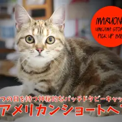 【 アメリカンショートヘア 】5つの目を持つ神秘的なパッチドタビーキャット！ ペットショップ マルワン梅島店子猫情報！ No.119099