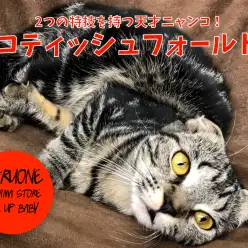 【 スコティッシュ・フォールド 】多頭飼いでも猫ちゃん初心者でもなんでもござれ!2つの特技を持つ天才にゃんこをセカンドインプレッション!:梅島店pickupベイビーNo.119088