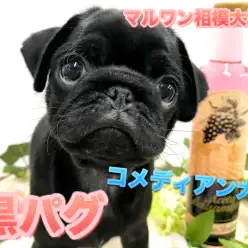 【 黒パグ 】ペチャ顔代表犬！クスッと笑顔になるコミカルな動きと豊富な表情♪神奈川県No.1のコメディアンガール！ ペットショップ マルワン相模大塚店（ 大和市 ）｜子犬情報No.814475