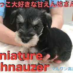 【 ミニチュア・シュナウザー 】ウルルン瞳とぬいぐるみの様な愛らしいお顔立ち♥抱っこ大好きな甘えん坊さん!  ペットショップ マルワン高井戸店 （東京都杉並区） 子犬情報！NO.130049