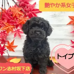 【 トイ・プードル 】毛の輝きはブラックダイヤモンド！！あなたのハートもノックアウト！！ ペットショップ マルワン志村坂下店（東京都 板橋区）オススメ子犬情報！No.914384