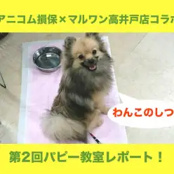 【 わんこのお勉強 】8/28アニコム損保×マルワン高井戸店コラボ第2回パピー教室レポート！