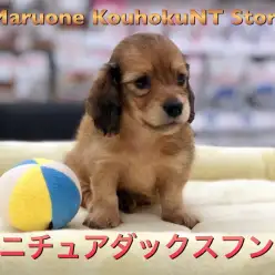 【 ミニチュア・ダックスフント 】個性豊かなレッドカラーダックス♪その性格は甘えん坊のお姫様？：ペットショップ マルワン港北NT店（横浜市）子犬情報 NO.311813