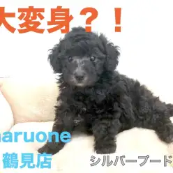 【 トイ・プードル 】飼いやすさNo.1！驚きの大変身は今しか味わえません！！ ペットショップ マルワン鶴見店（ 横浜市鶴見区 ）オススメ子犬情報！№713590