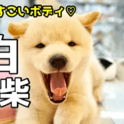 【どすこい系の白柴 】むちむちどすこいボディの白柴君♥インスタ映え・ロング散歩・アウトドアで楽しみ満載なスペシャルベイビー！ ペットショップ  マルワン大倉山店（ 横浜市 ） 子犬情報！No.6130734