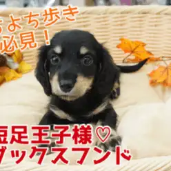 【 小さめ Mダックスフント 】小さめ！・オシャレ！・イケメン！スーパー短足王子の決定版が降臨！ ペットショップ マルワン大倉山店（ 横浜市港北区 ・新横浜近郊 ） 子犬情報！No.6130732