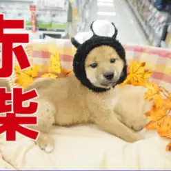 【 赤柴 】柴犬王国に塩顔男子が仲間入り♥日本の四季に映える美しい赤毛は将来有望!! ペットショップ マルワン大倉山店（横浜市） 子犬情報！No.6130737