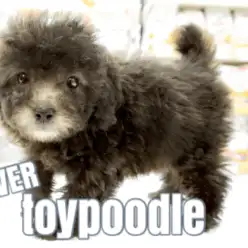 【 トイプードル シルバー 】生後51日で体重490g!ご家族決定率トップクラスのマズル短めドワーフ体型!更に女の子顔の希少カラーときたもんだ！No.6130740