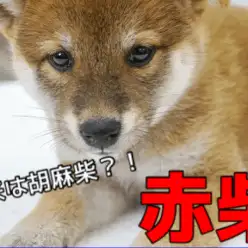 【 柴犬 】お尻が可愛い犬種No.1！純粋な瞳を持った待望の赤い大和撫子が登場！♥No.6130741