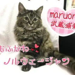 【 ノルウェージャン フォレストキャット 】抱っこや爪切りはお手のもの！エレガントなもふもふレディ！！ ペットショップ マルワン武蔵浦和店（さいたま市） 子猫情報！No.412689