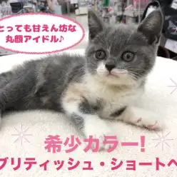【 ブリティッシュショートヘア 】超希少カラー！全てがまん丸の甘えん坊ガール♪ペットショップ マルワン高井戸店（杉並区） 子猫情報！No.130058