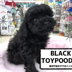 【 トイ・プードル ブラック 】見つめずにはいられない？！癒し顔プリンス♡綺麗なブラックカラーは必見です！NO.130064