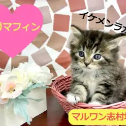 【 ラガマフィン 】★注目度No.1★癒しのテディベアキャットがやって来た！！志村坂下店No.914388