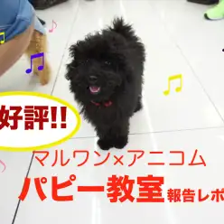 【 パピー教室報告レポート 】8/29開催!!アニコム損保&マルワンコラボイベント！大倉山店編