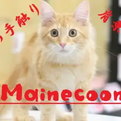 【 メインクーン 】生後5か月になった美しき姿を大公開！オススメアイテムの紹介もインプレ！ ペットショップ マルワン梅島店( 東京都足立区 ) 子猫情報！No.119119