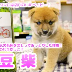 【 赤豆柴 】大人気の毛色をまとっておっとりした性格！片手抱っこが余裕の豆柴ちゃん登場！！No.11587