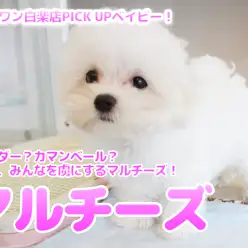 【 マルチーズ 】チェダー？カマンベール？？いいえ・・・みんなを虜にするマルチーズのセカンドインプレ！No.11584