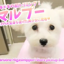 【 マルプー（MIX）】ドキドキの初トリミング！驚きの大変身を遂げた美少女に密着♡ ペットショップ マルワン東日暮里店( 東京都荒川区 )オススメ子犬情報 No.014227