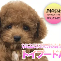 【 トイ・プードル 】密着第2弾！タイニーサイズの中でも圧倒的なミニミニ君☆★モデル並みのイケメンフェイスで心を奪っちゃう！ ペットショップ マルワン本羽田店（東京都大田区）|オススメ子犬情報！NO.512552