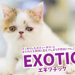 【 エキゾチック入店！ 】スッキリしたボディーカラーと全ての人を笑顔に変えてしまうピークフェイスが魅力！ No.117165