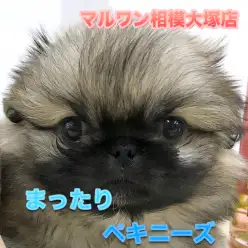 【 ペキニーズ 】特技はドヤ顏？のほほ〜んとスローライフが似合うペキちゃん♪No.814483