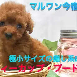 【 ティーカップ・プードル 】生後55日で338gの驚異の極小サイズ！マズル短め癒し系BOY！母性をくすぐるフォトショット満載です♡今宿店NO.120132
