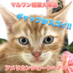 【 アメリカンショートヘア 】イケメンニャンコのギャップがスゴイ!!眠むたそうな顔が可愛くてたまらない！No.814482